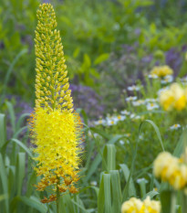 Fakľa Bungei - Eremurus bungei - cibuľoviny - 1ks