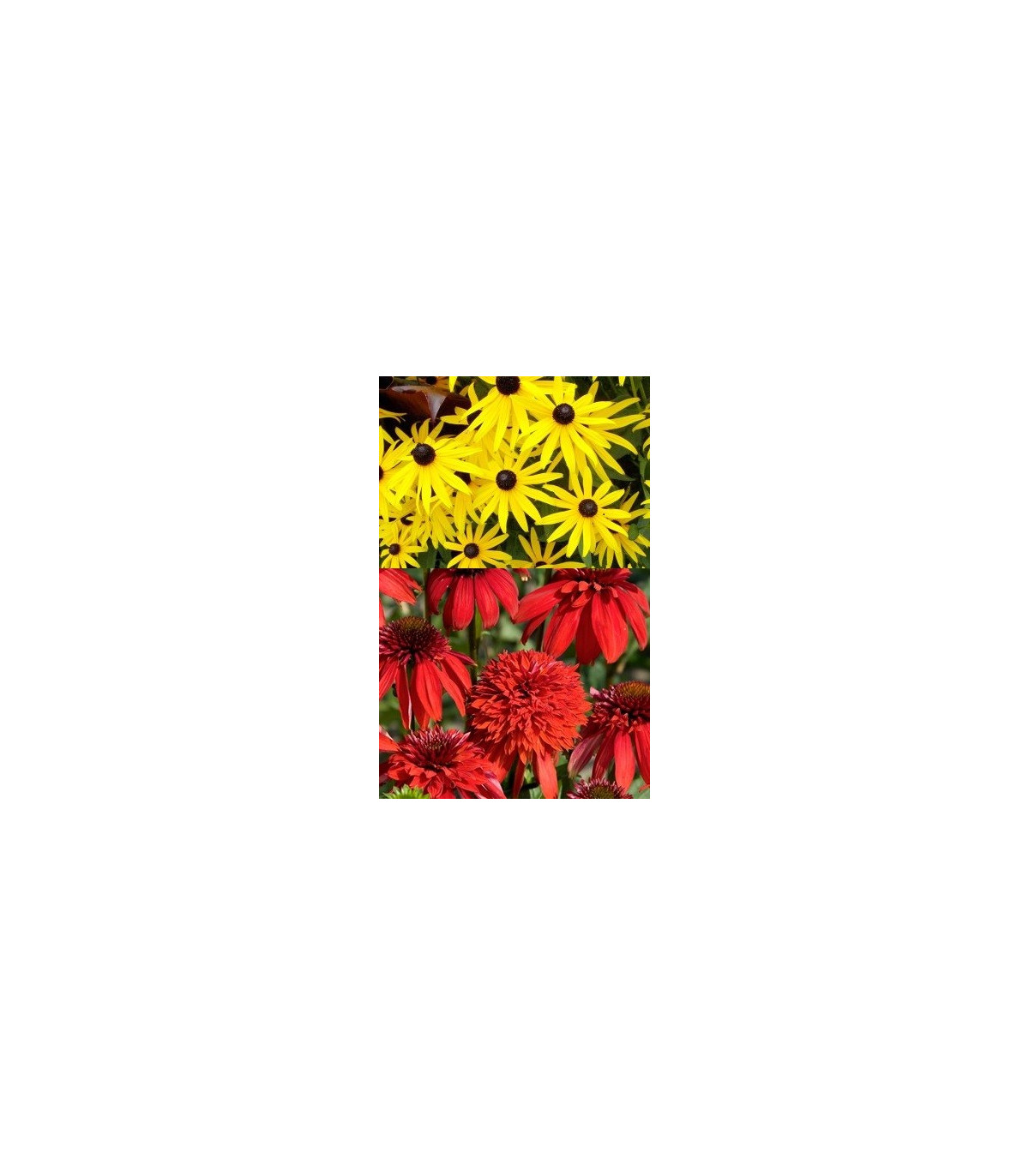 Letničky směs - zahradní sen od žluté do červené - 0,9 gr 