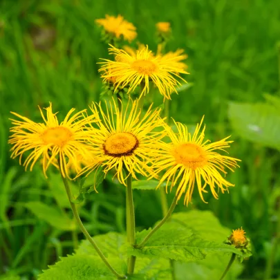 Oman pravý - Inula helenium - semená - 20 ks