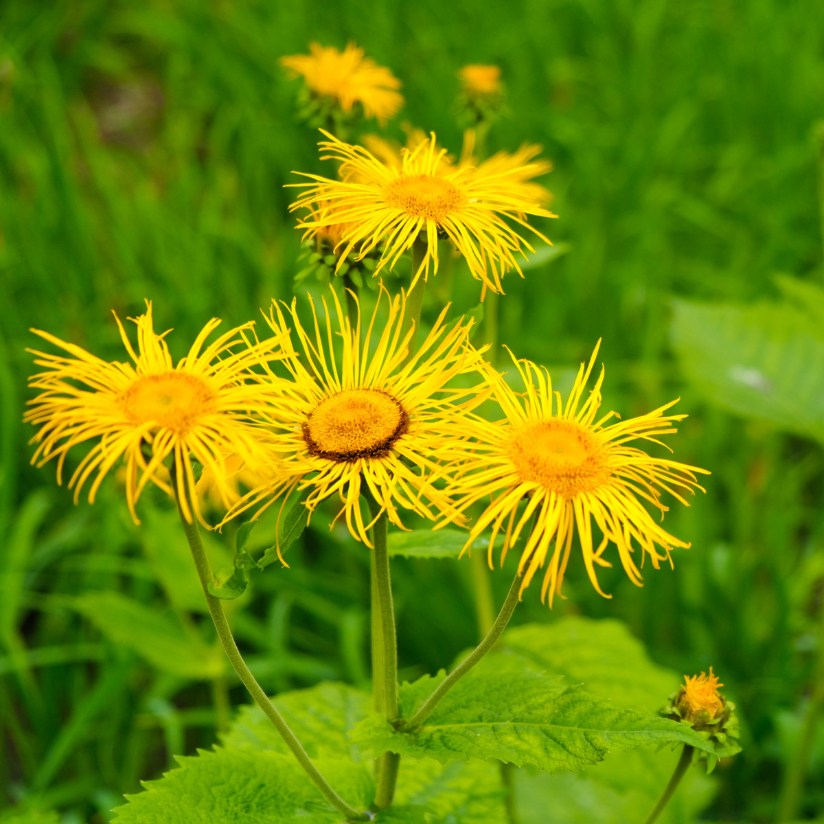 Oman pravý - Inula helenium - semená - 20 ks