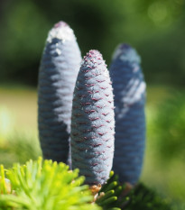 Jedľa Pindrow - Abies Pindrow - semená - 15 ks