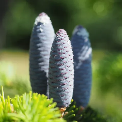 Jedľa Pindrow - Abies Pindrow - semená - 15 ks