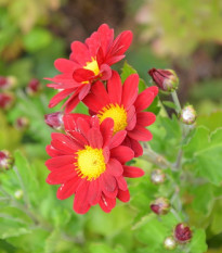 Letničky zmes Záhradný sen v červenej - lúčna zmes - 0,9 g