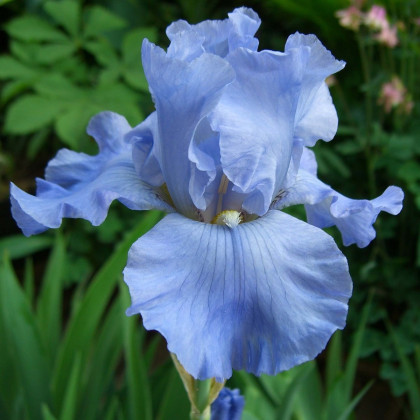 Kosatec Little Sapphire – Iris pumila – hľuzy kosatca