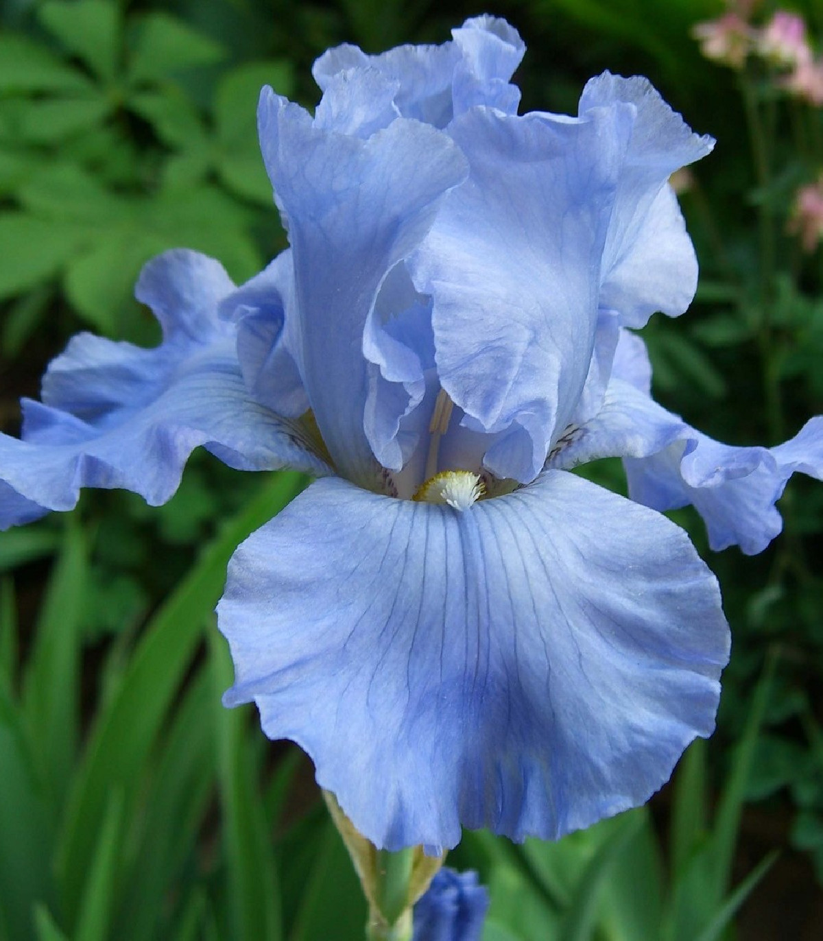 Kosatec Little Sapphire - Iris pumila - cibuľoviny - 1 ks