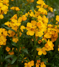 Cheirant voňavý Sugar Rush F1 Mix - Cheiranthus cheiri - semená - 20 ks