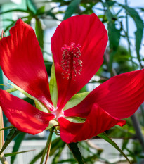 Ibištek šarlátový - Hibiscus coccineus - semená - 15 ks