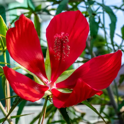 Ibištek šarlátový - Hibiscus coccineus - semená - 15 ks