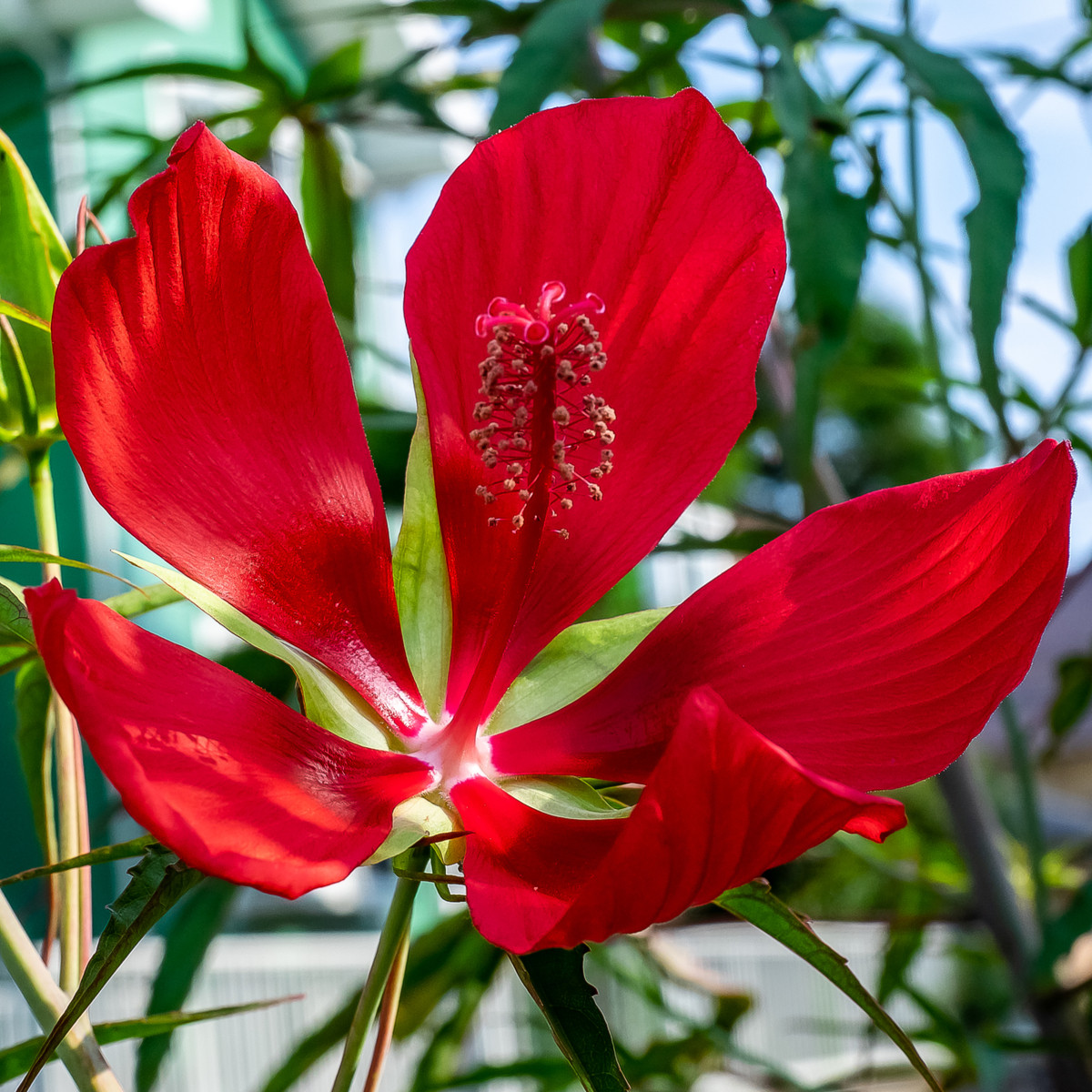 Ibištek šarlátový - Hibiscus coccineus - semená - 15 ks