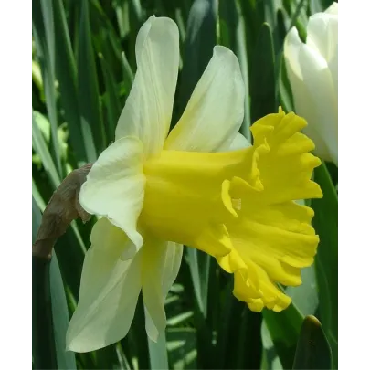 Narcis Goblet - predaj cibuľovín - plnokveté narcisy - 3 ks