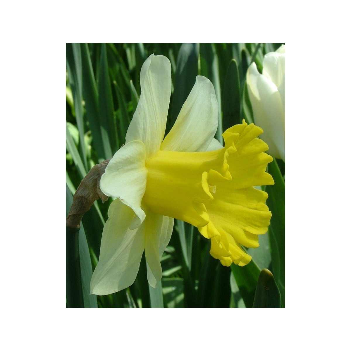 Narcis Goblet - predaj cibuľovín - plnokveté narcisy - 3 ks
