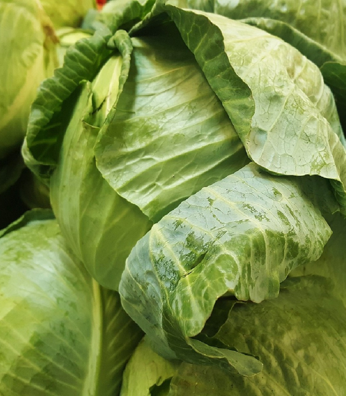 BIO Biela kapusta Premier – Brassica oleracea – bio semená