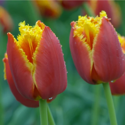 Tulipán Lambada - Tulipa - cibuľoviny - 3 ks