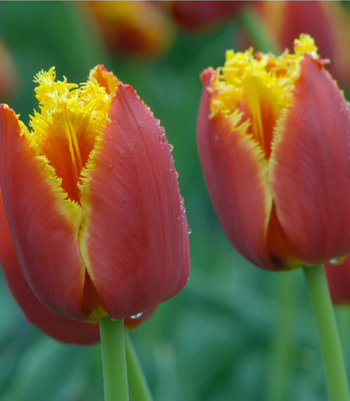 Tulipán Lambada - Tulipa - cibuľoviny - 3 ks