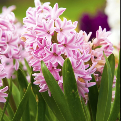 Hyacint Fondant – Hyacinthus fondante – cibuľky hyacintu