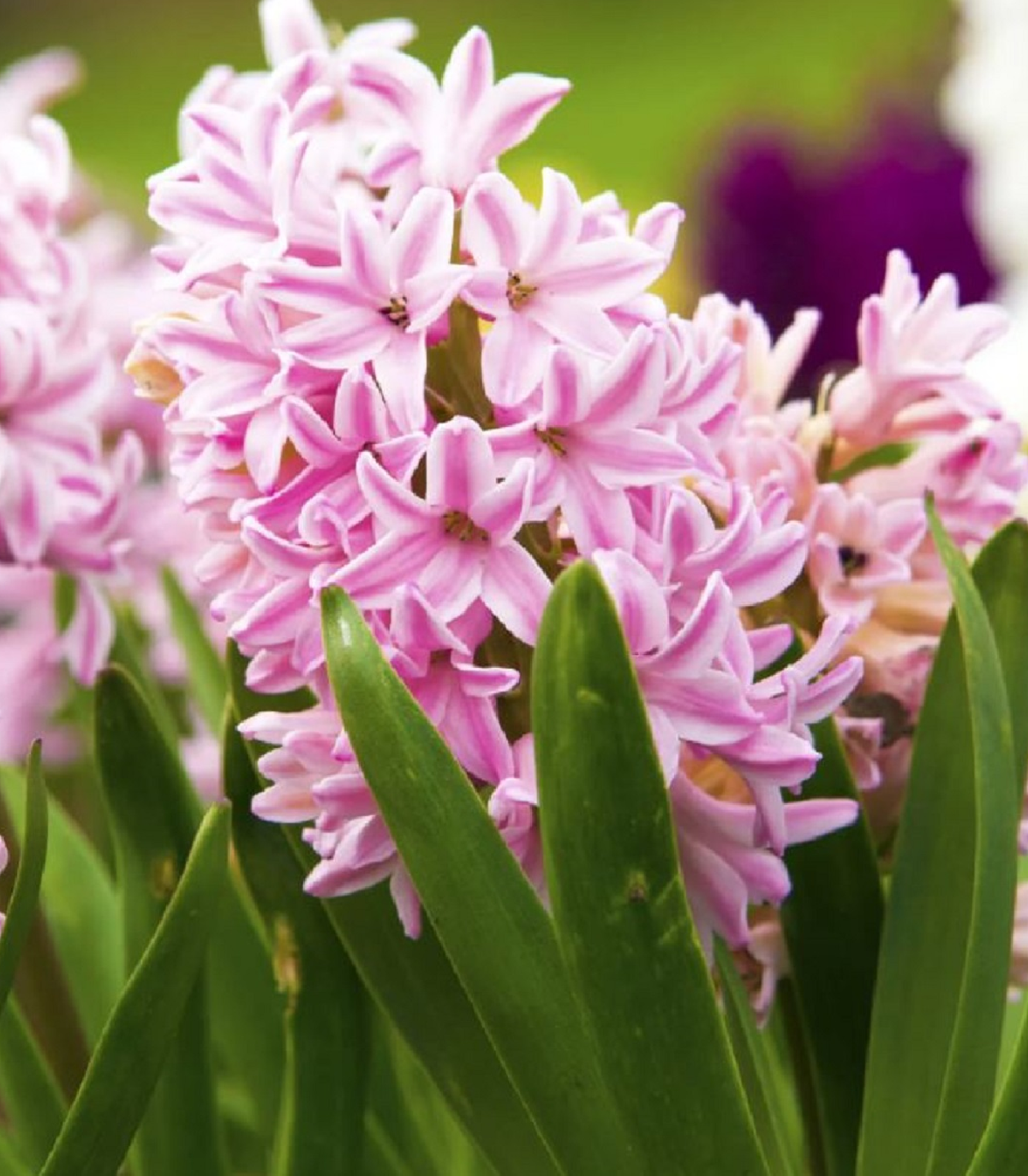 Hyacint Fondant – Hyacinthus fondante – cibuľky hyacintu
