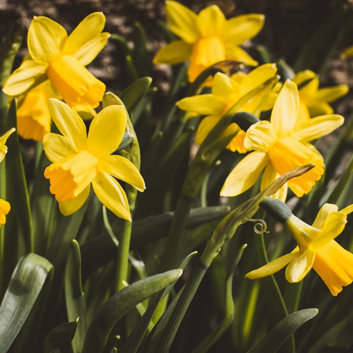 Narcis Baby Moon - Narcissus jonquilla - cibuľoviny - 3 ks