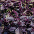BIO Bazalka pravá červená - Ocimum basilicum - bio semená - 100 ks