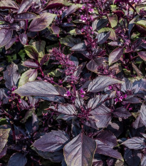 BIO Bazalka pravá červená - Ocimum basilicum - bio semená - 100 ks
