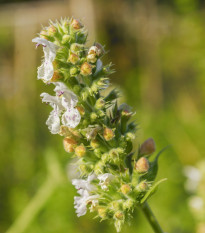 BIO Kocúrnik mačací citrónový - Nepeta cataria var. citriodora - bio semená - 15 ks