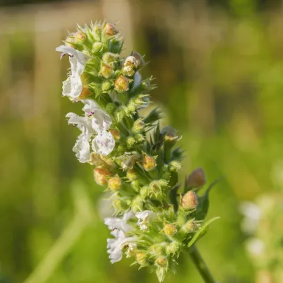 BIO Kocúrnik mačací citrónový - Nepeta cataria var. citriodora - bio semená - 15 ks