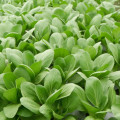 Pak Choi Atari F1 - Brassica rapa chinensis - semená - 50 ks