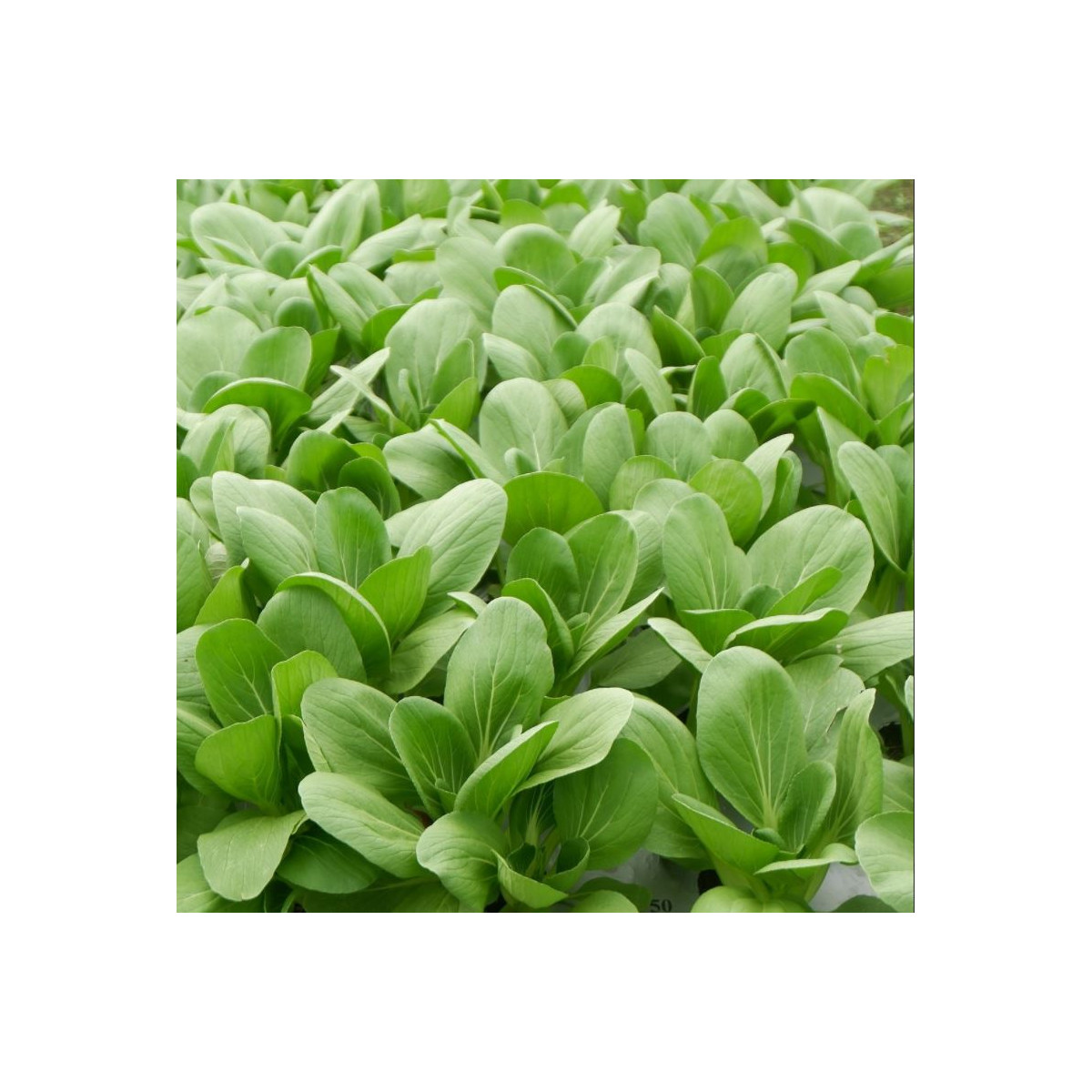 Pak Choi Atari F1 - Brassica rapa chinensis - semená - 50 ks