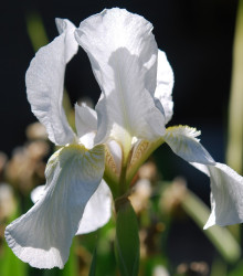 Kosatec sieťkovaný biely - Iris Reticulata - cibuľoviny - 3 ks
