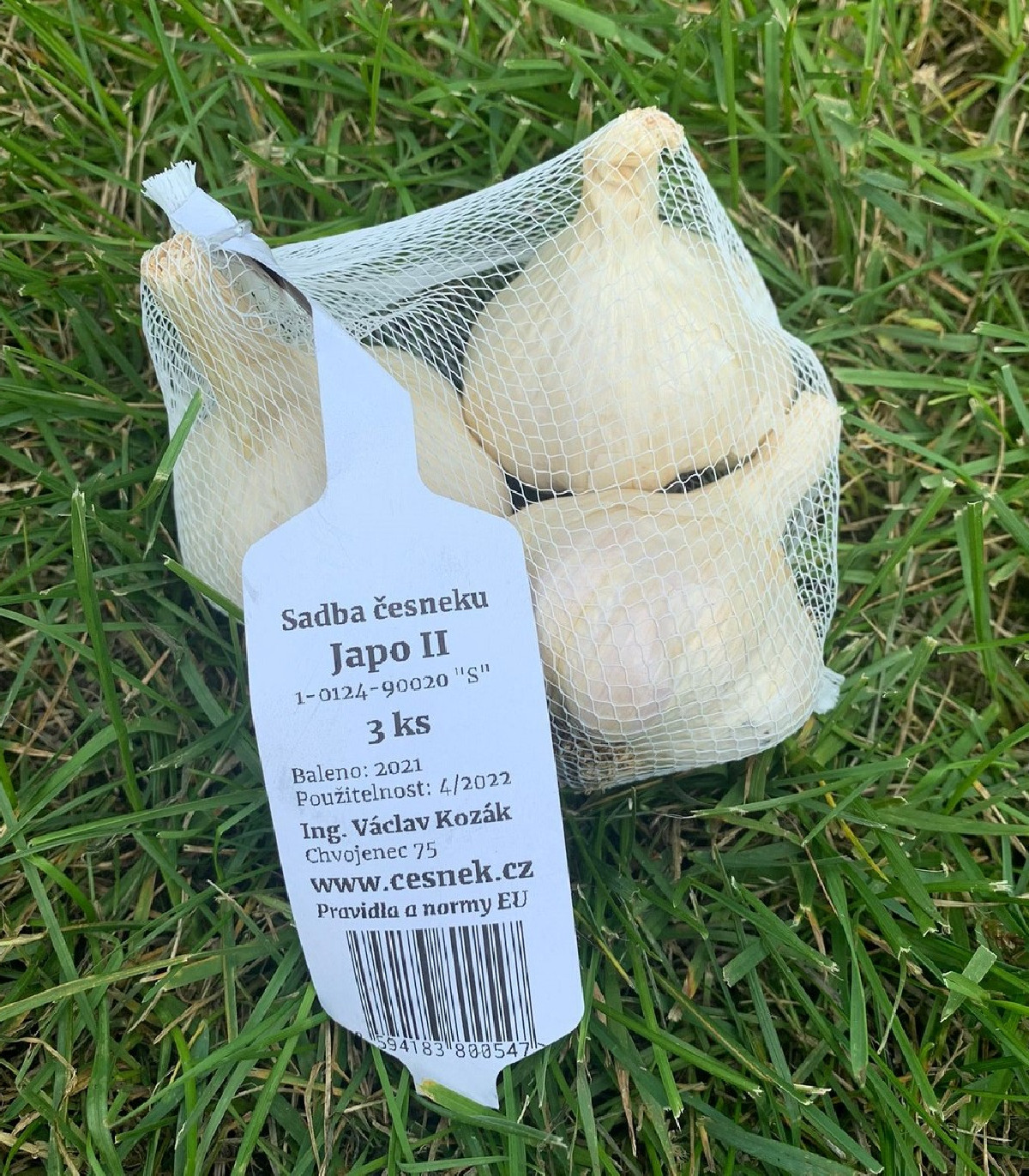 Sadbový cesnak Japo II - Allium sativum - nepaličiak - cibule cesnaku - 1 balenie