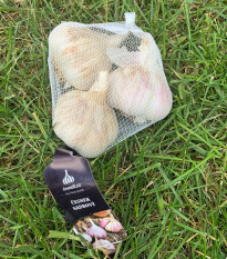 Sadbový cesnak Havel - Allium sativum - paličiak - cibule cesnaku - 1 balenie