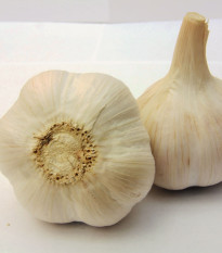 Sadbový cesnak Havel - Allium sativum - paličiak - cibule cesnaku - 1 balenie