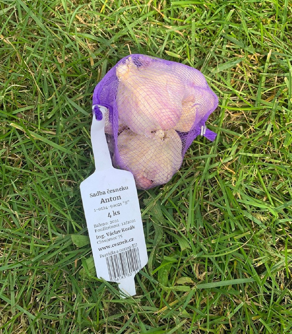 Sadbový cesnak Anton - Allium sativum - nepaličiak - cibule cesnaku - 1 balenie