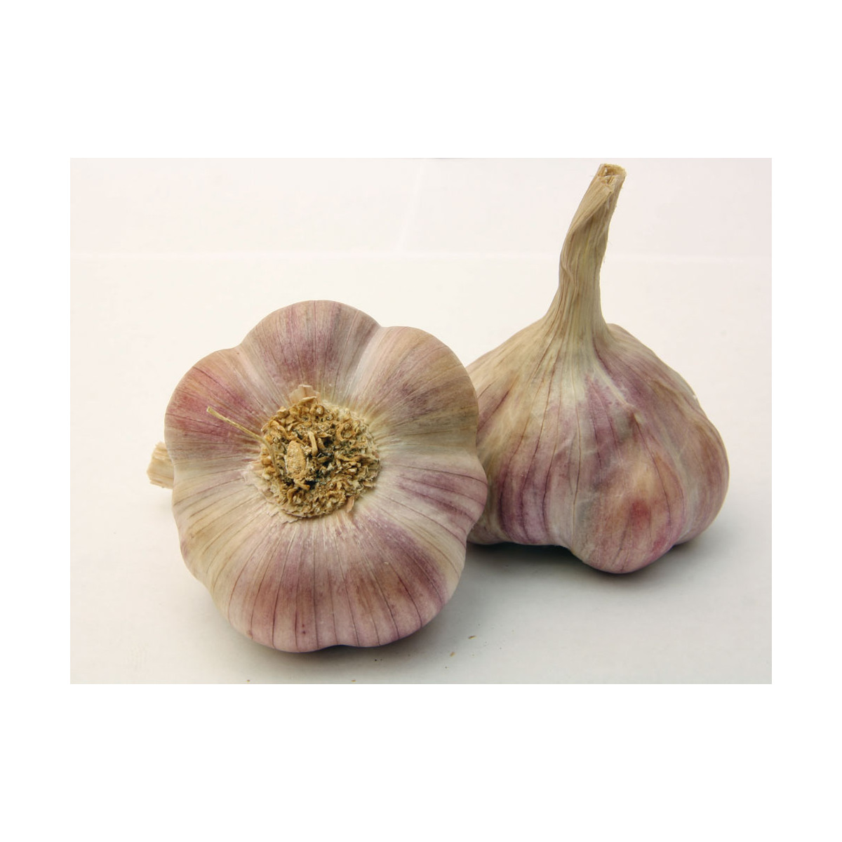 Sadbový cesnak Anton - Allium sativum - nepaličiak - cibule cesnaku - 1 balenie