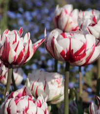 Tulipán Carnaval de Nice - Tulipa - cibuľoviny - 3 ks