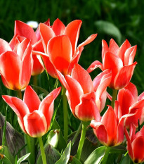 Tulipán Oriental Beauty - Tulipa - cibuľoviny - 3 ks