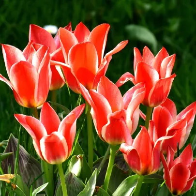 Tulipán Oriental Beauty - Tulipa - cibuľoviny - 3 ks