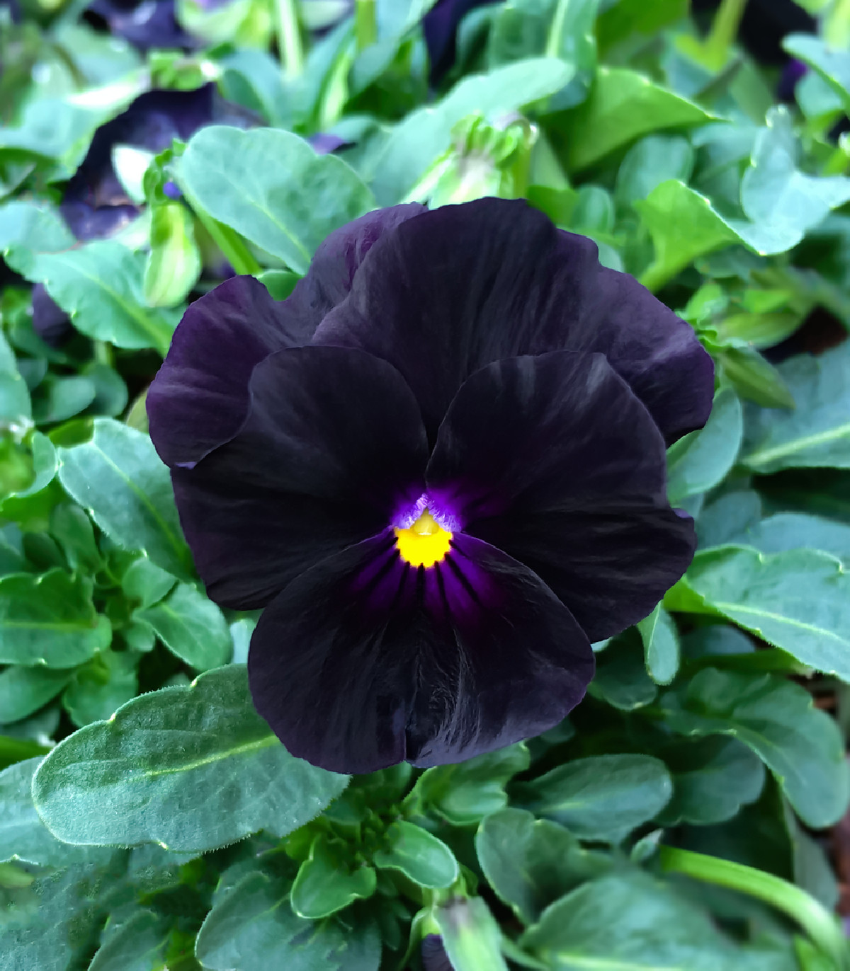 Fialka rohatá Back to Black – Viola cornuta – semená fialky