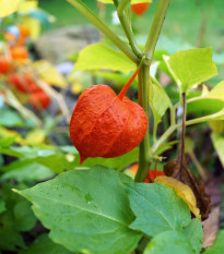 Machovka židovská - Physalis alkekengi - semená - 30 ks