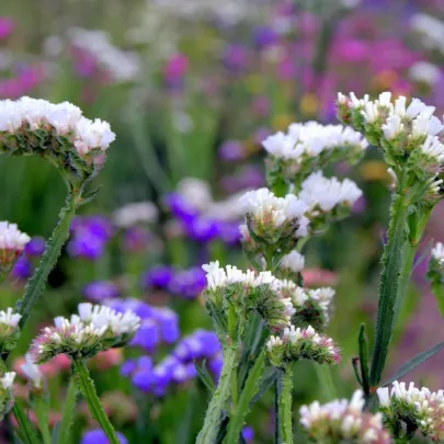 Limonka zohnutá biela - Limonium sinuatum - semená - 30 ks