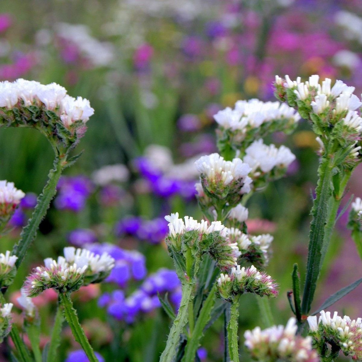 Limonka zohnutá biela - Limonium sinuatum - semená - 30 ks