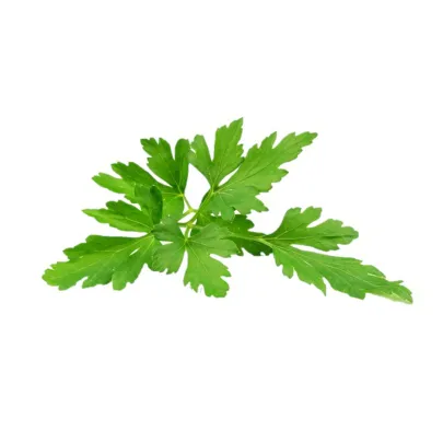 Petržlen Clivi - Petroselinum crispum - semená - 1 g