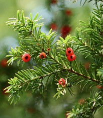 Tis červený - Taxus baccata - semená - 5 ks