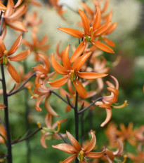 Ľalia Martagon Orange Marmelade - Lilium martagon - cibuľoviny - 1 ks