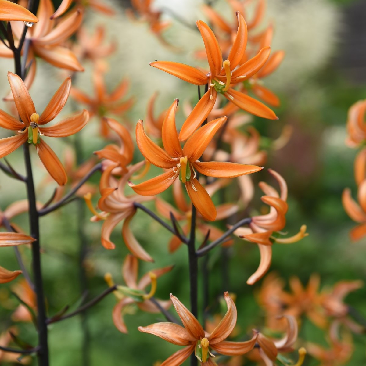 Ľalia Martagon Orange Marmelade - Lilium martagon - cibuľoviny - 1 ks