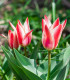 Tulipán Pinocchio - Tulipa - cibuľoviny - 3 ks