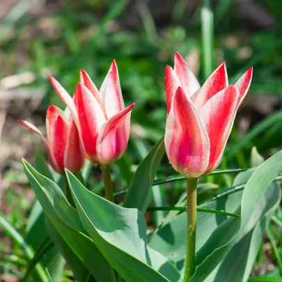Tulipán Pinocchio - Tulipa - cibuľoviny - 3 ks