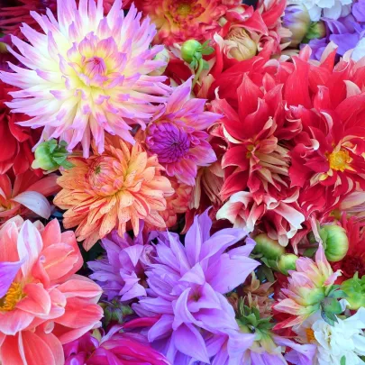 Georgína unwin zmes - Dahlia - semená - 65 ks