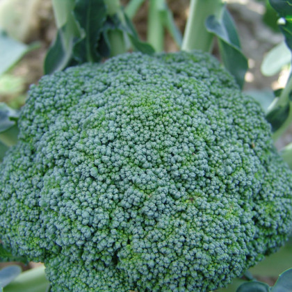 Semená brokolice – Brokolica Limba – Brassica oleracea L.