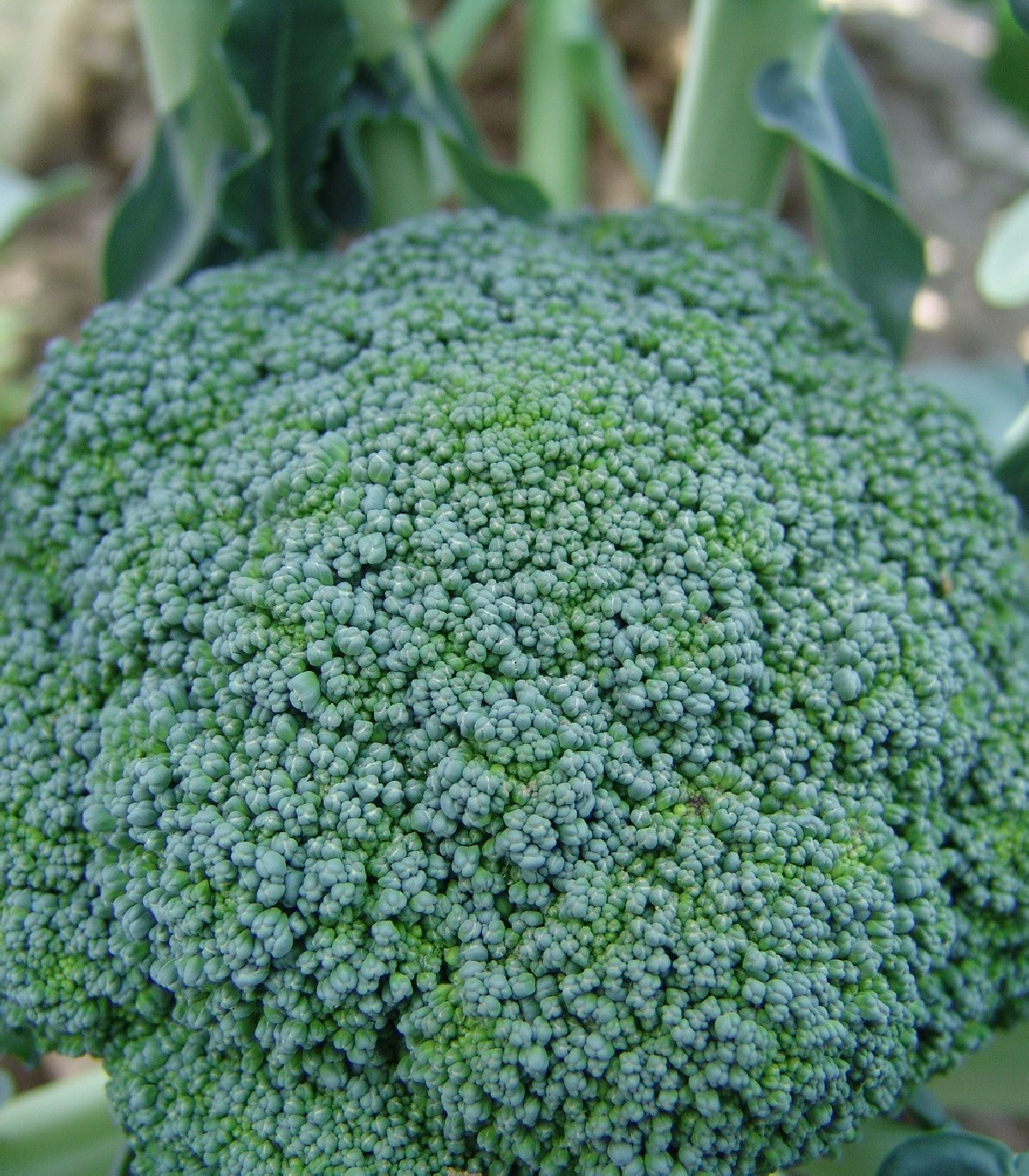 Brokolica Limba - Brassica oleracea L. - predaj semien brokolice - 250 ks