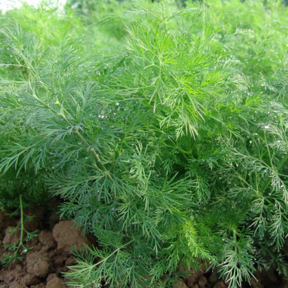 Kôpor voňavý Moravan - semená - Anethum graveolens - 500 ks